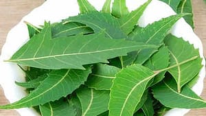Lesser known secrets of Neem leaves: Health benefits, culinary uses, and some side effects too